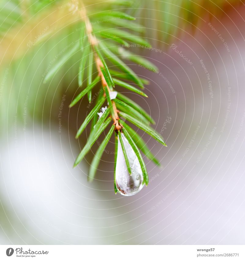 Merry Christmas | Natural Ornaments Plant Winter Tree Spruce Forest Green Fir branch Fir needle Icicle Frost Cold Close-up Macro (Extreme close-up) Square