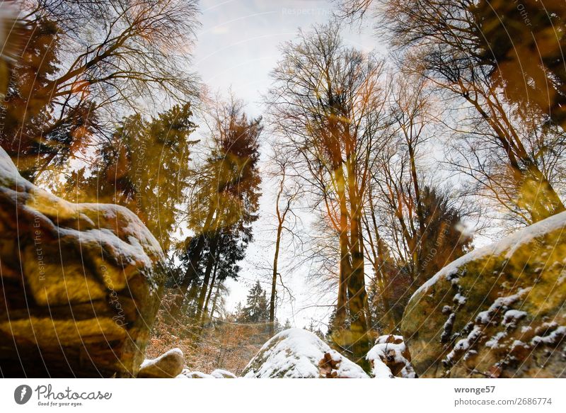 Wrong world. Harz in the river. Environment Nature Landscape Air Water Autumn Winter Ice Frost Snow River bank Wet Natural Brown Yellow Green Romance Beautiful