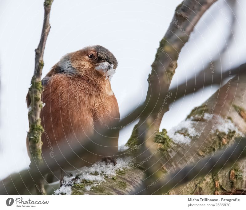 Curious Book Finch Nature Animal Sky Sunlight Beautiful weather Snow Tree Wild animal Bird Animal face Wing Claw Chaffinch Feather Beak 1 Observe Looking Sit