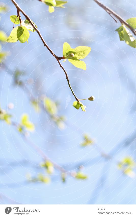 let everything hang for a while... Relaxation Calm Valentine's Day Mother's Day Wedding Birthday Baptism Nature Plant Cloudless sky Spring Summer Climate