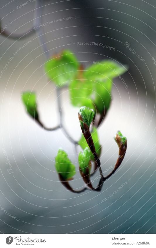 spring awakening Nature Plant Spring Leaf Alps Exceptional Blue Brown Green White Environment Leaf bud Colour photo Exterior shot Close-up Detail Experimental