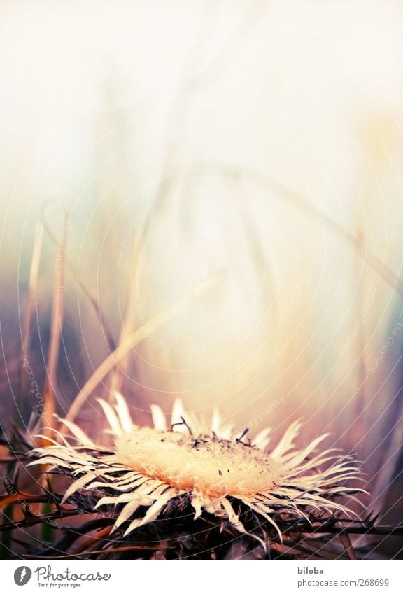 300 Plant Thistle Blossom Faded Grief Death Lose Transience Cross processing Colour photo Exterior shot Copy Space top Day Shallow depth of field