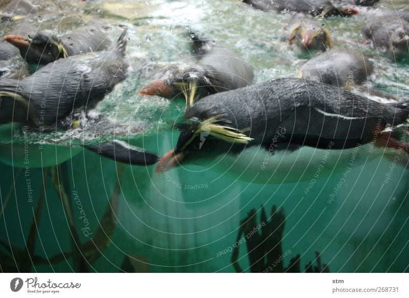 wild green [beyond the sea 35] Animal Water Ocean Wild animal Zoo Aquarium Group of animals Healthy Brash Speed Green Antarctica South Pole Colour photo