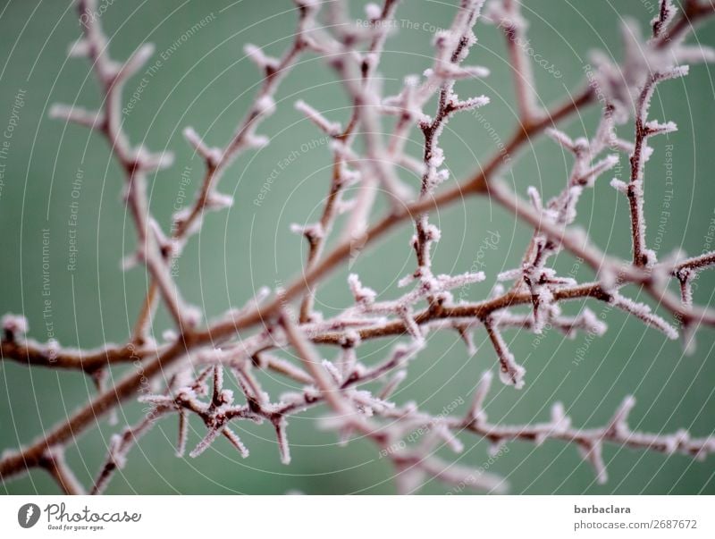 Frosty Times Nature Plant Winter Ice Bushes Twigs and branches Garden Illuminate Bright Cold Wild Turquoise White Moody Bizarre Climate Environment Change