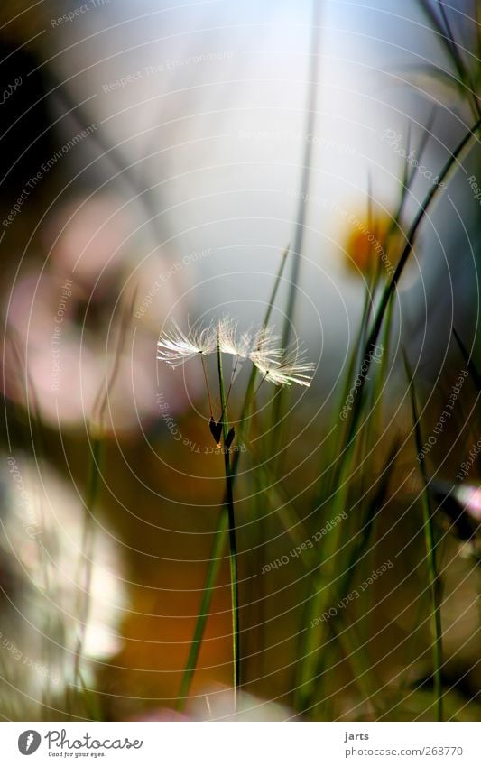 cohesion Environment Nature Plant Spring Summer Beautiful weather Flower Grass Wild plant Meadow Natural Loyal Serene Calm Hope Dandelion Attachment