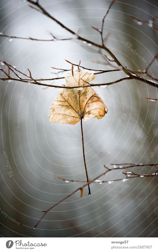 Aging signs. End of life. Nature Plant Autumn Winter Bad weather Leaf Forest Hang Old Dry Brown Gray Black Autumn leaves Branch Autumnal Drops of water