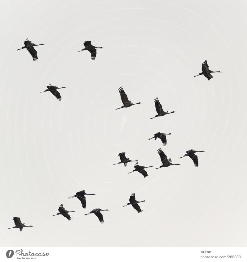 cranes Environment Nature Animal Sky Bird Flock Gray Black Crane Floating Colour photo Exterior shot Deserted Neutral Background Day Light Shadow Silhouette