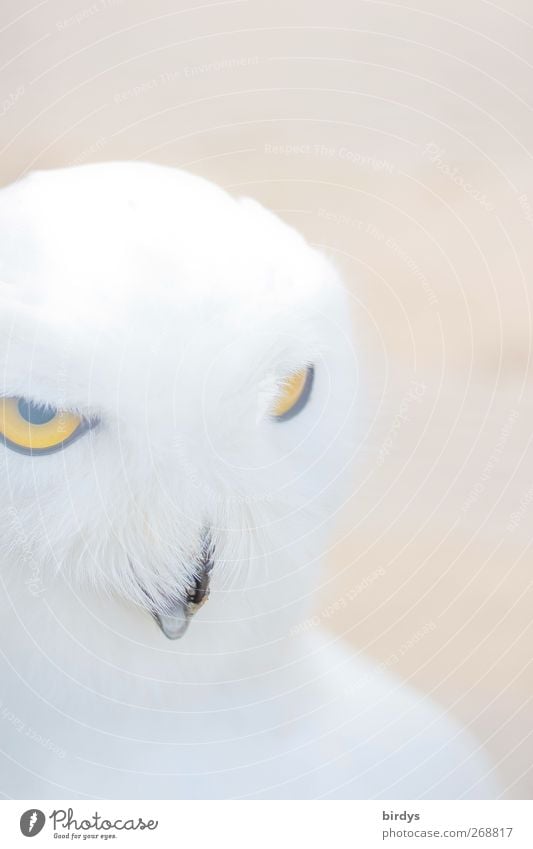 Schn eee ule...333 Wild animal Bird Animal face Owl birds Snowy owl 1 Observe Illuminate Looking Esthetic Exceptional Bright Beautiful Soft Yellow White Brave