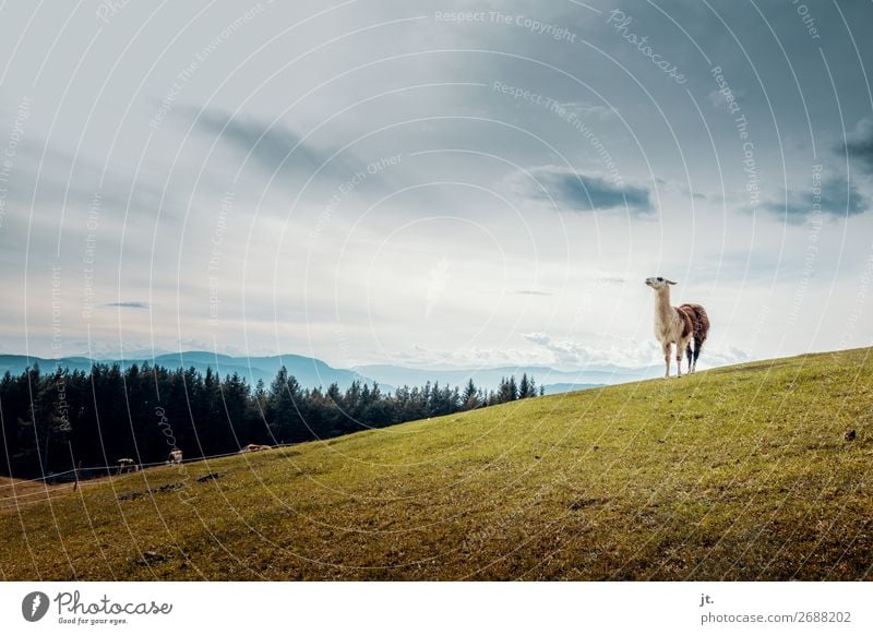 Lama in the Dolomites Nature Landscape Sky Autumn Grass Meadow Forest Alps Mountain Animal Cow Llama Group of animals Stand Hiking Love of animals Pride