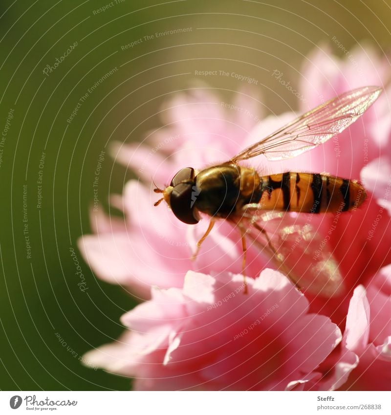 Summer feeling in the summer garden Hover fly Cornflower Fly Grand piano Summer Feelings Compound eye Fragrance Pink Gold Easy light reflexes Illuminating