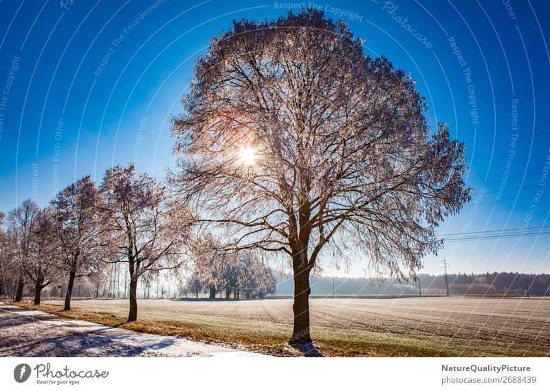 Winter frost in Allgaeu Life Harmonious Well-being Contentment Senses Relaxation Calm Meditation Tourism Adventure Far-off places Freedom Snow Winter vacation