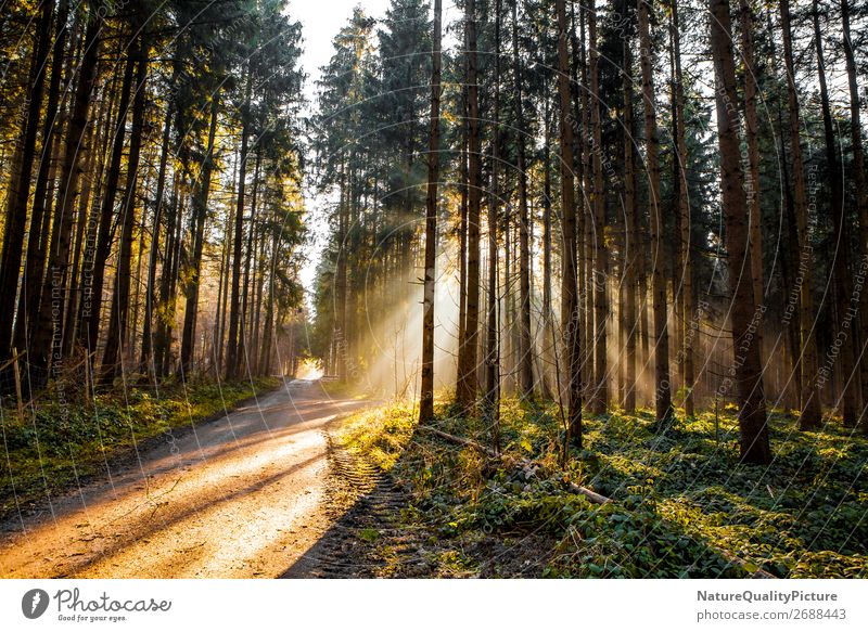 Sunbeams in the forest Harmonious Senses Spa Tourism Adventure Winter Hiking Sports Fitness Sports Training Nature Plant Animal Sunlight Autumn Tree Wild plant