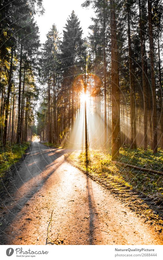 Sunbeams in the forest Wellness Life Trip Adventure Winter Hiking Environment Nature Plant Animal Autumn Beautiful weather Forest Virgin forest Relaxation