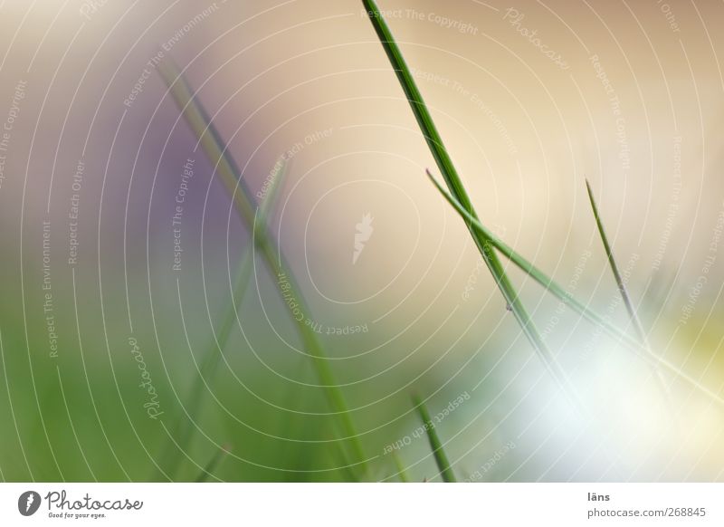 grow Environment Nature Plant Grass Growth Green Grassland Grass meadow Blade of grass Colour photo Exterior shot Close-up Detail Macro (Extreme close-up)