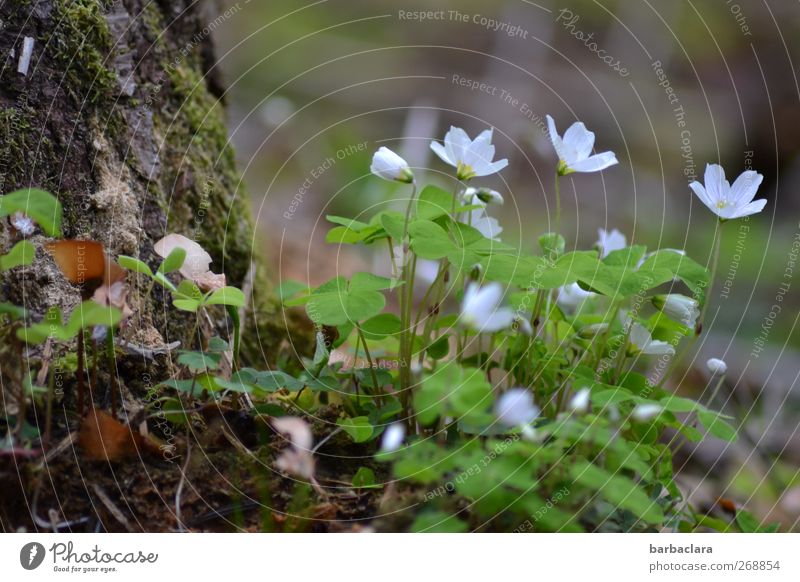 Klee is schee Nature Plant Spring Tree Moss Blossom Four-leafed clover Blossoming Growth Fresh Beautiful Sour Green White Spring fever Happy Senses Environment