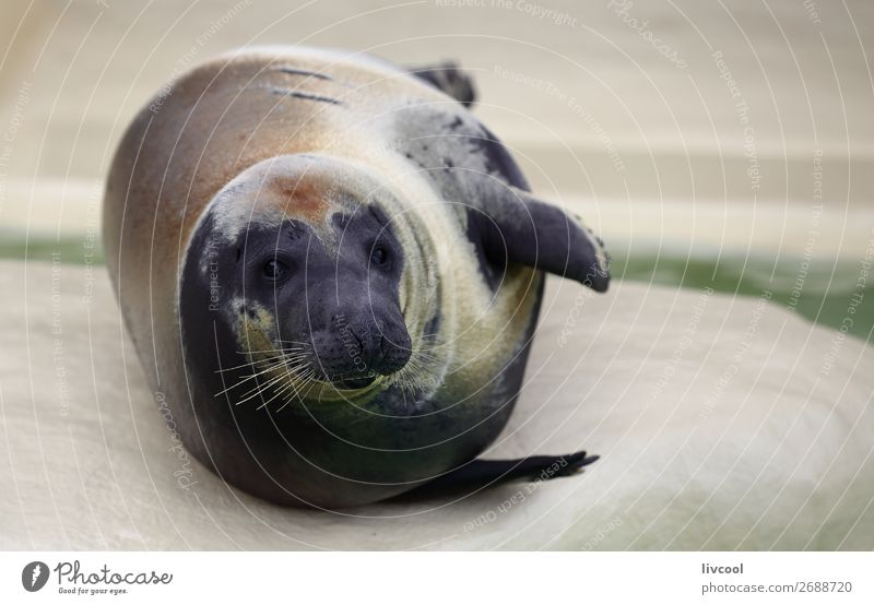 Nice seal Museum Animal Sand Coast Moustache Aquarium 1 Fat Happiness Fresh Funny Blue Gray fish France Europe Biarritz lapurdi Basque Country euskal-herria