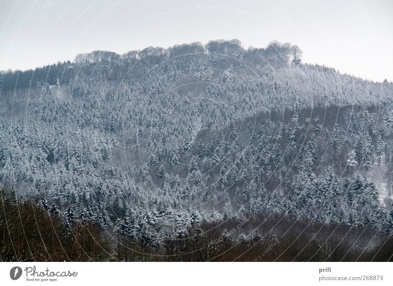 Winter forest in Hohenlohe Nature Landscape Plant Clouds Tree Forest Cold Peaceful Idyll Snow Rural Germany Background picture Twig Branch Coniferous trees Sky