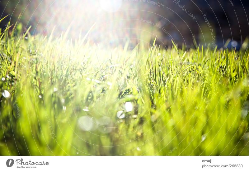 splash Environment Nature Landscape Sun Summer Beautiful weather Grass Garden Park Meadow Field Fresh Green Colour photo Exterior shot Close-up Detail