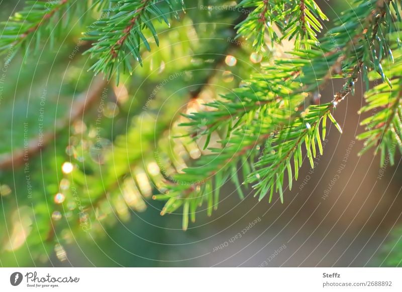 Fir branches in golden light fir branches fir needles Fir tree branches Shaft of light November light coniferous branches November picture November sun