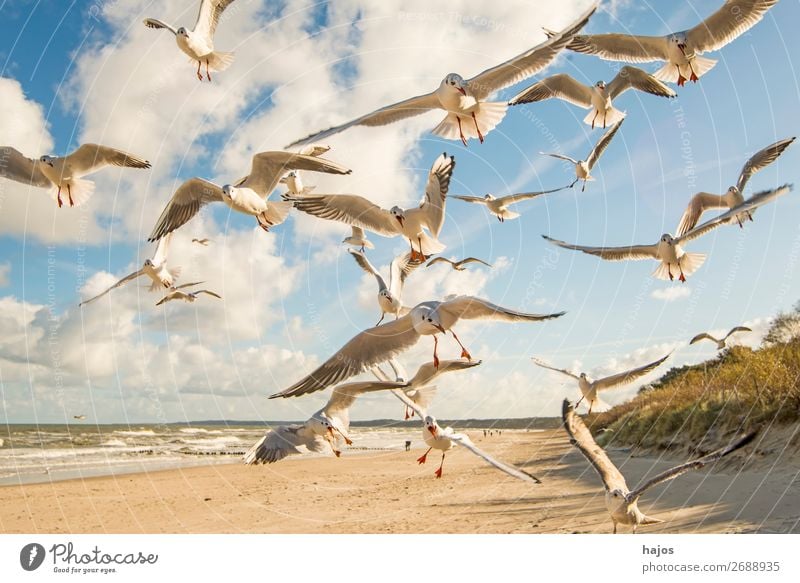 Black-headed gulls fly over a Baltic beach Beach Animal Wild animal Bird Group of animals Blue White wildlife black-headed gulls Flying Deep Flock group birds