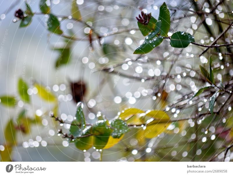 cold winter morning in the garden Nature Plant Water Sky Winter Climate Ice Frost Bushes Garden Drop Illuminate Bright Cold Many Green White Moody Beginning