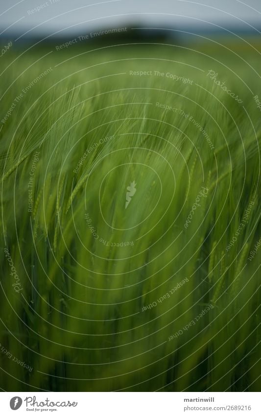 Wheat field blown to blur Harmonious Contentment Meditation Vacation & Travel Tourism Trip Freedom Hiking Nature Landscape Wind Foliage plant Grain Grain field