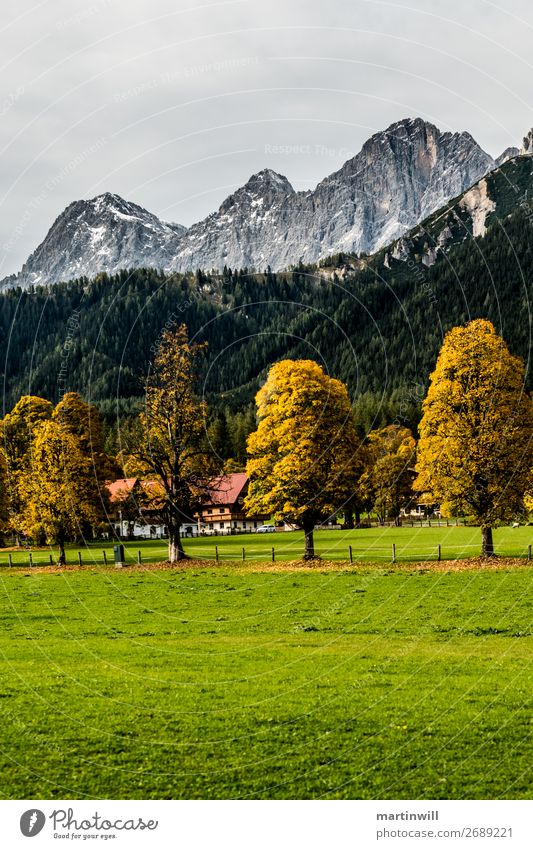 Tree guard in front of the Dachstein massif in autumn Vacation & Travel Tourism Trip Mountain Hiking Nature Landscape Clouds Autumn Meadow Alps Austria