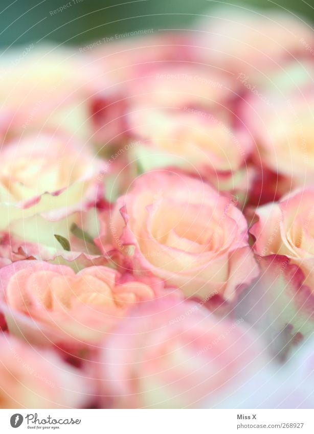 Delicate Spring Summer Flower Blossom Blossoming Fragrance Pink Rose blossom Bouquet Colour photo Multicoloured Close-up Deserted Shallow depth of field