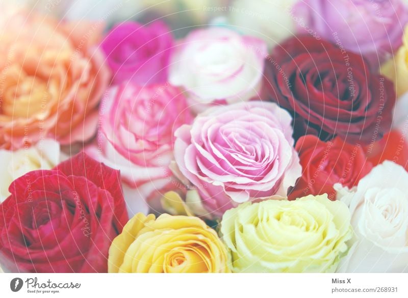 rosy Spring Summer Flower Rose Blossom Blossoming Fragrance Multicoloured Pink Bouquet Mother's Day Rose blossom Many Colour photo Close-up Pattern