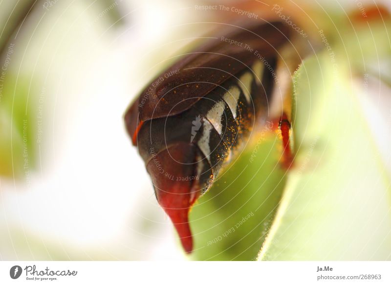 rear view Animal Wild animal Beetle May bug Leg of a beetle 1 Brown Green White Colour photo Exterior shot Detail Macro (Extreme close-up) Day