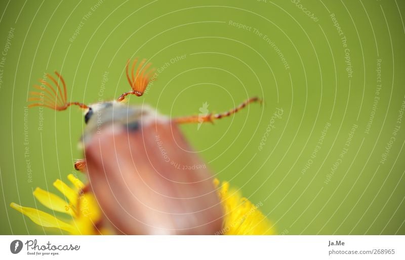 ...and bye Dandelion Animal Wild animal Beetle May bug Leg of a beetle 1 Brown Yellow Green Colour photo Exterior shot Detail Macro (Extreme close-up) Day