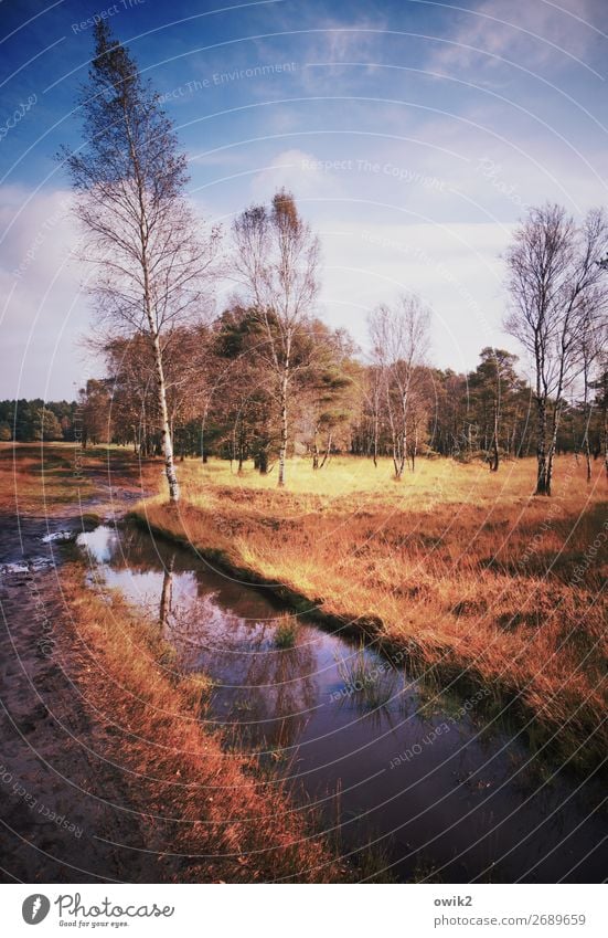 wet feet Environment Nature Landscape Plant Water Sky Clouds Horizon Autumn Beautiful weather Tree Grass Bushes Park Bog Marsh Brook Pietzmoor Luneburg Heath