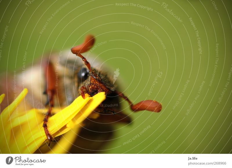 Enjoy your meal... Dandelion Animal Wild animal Beetle May bug 1 Brown Yellow Green Colour photo Exterior shot Detail Macro (Extreme close-up) Day