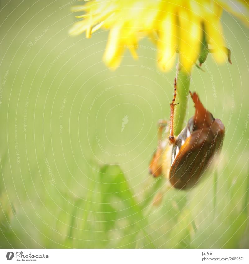 On the way down Dandelion Animal Wild animal Beetle May bug Leg of a beetle 1 Brown Yellow Green Colour photo Exterior shot Detail Macro (Extreme close-up) Day