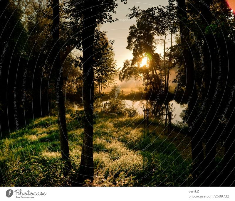 Forest and meadow photo Environment Nature Landscape Plant Cloudless sky Sun Autumn Beautiful weather Fog Tree Grass Bushes Meadow Brook Glittering Illuminate