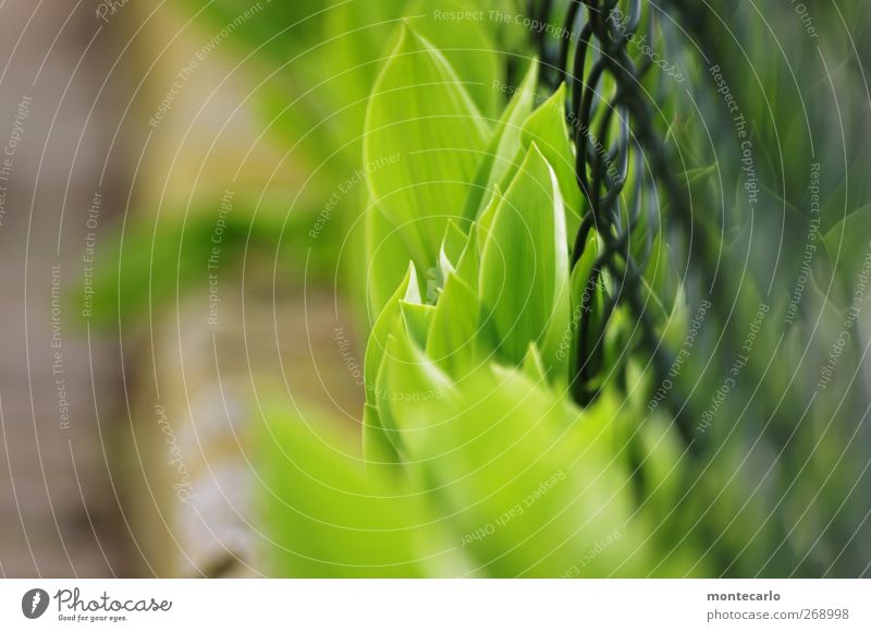 It's so green... Environment Nature Plant Spring Beautiful weather Grass Leaf Foliage plant Wild plant Garden Authentic Friendliness Fresh Juicy Warmth Soft