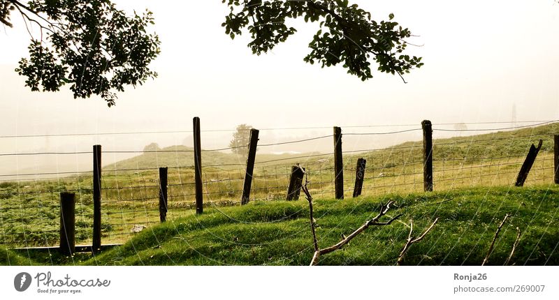 Scotland Nature Tree Grass Foliage plant Mountain Free Fresh Tall Near Beautiful Green Willpower Calm Life Adventure Experience Success Joy Healthy Idyll