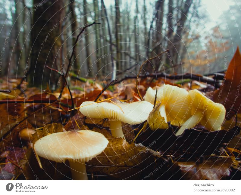 Upside-down world /Pale mushrooms found in the forest on brown leaves, end of December. Mushroom Joy Happy Harmonious Winter Living or residing Nature