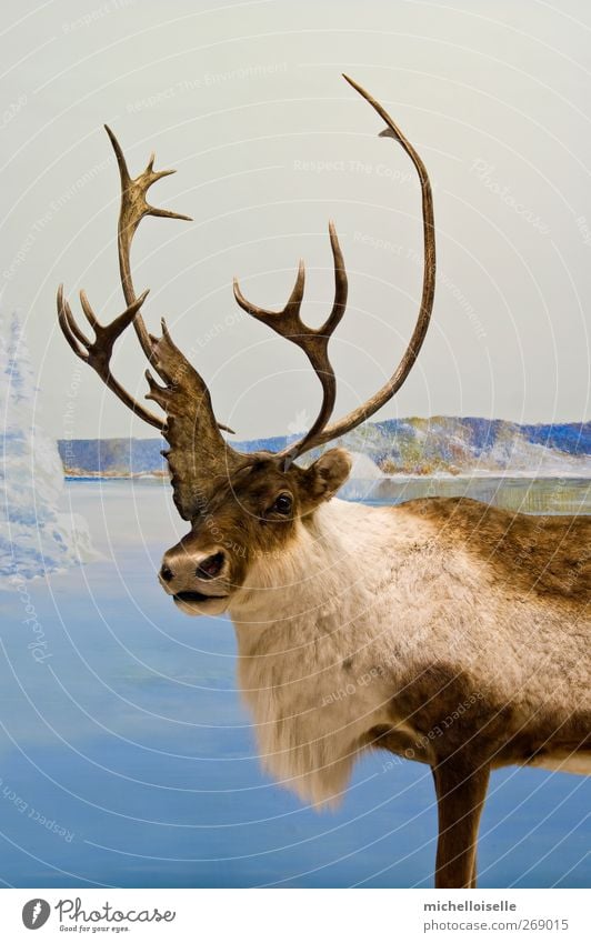 Caribou Closeup Meat Beautiful Hunting Winter Snow Nature Sky Lake River Fur coat Animal Wild animal Animal face 1 Freeze Cool (slang) Cold Blue Brown White