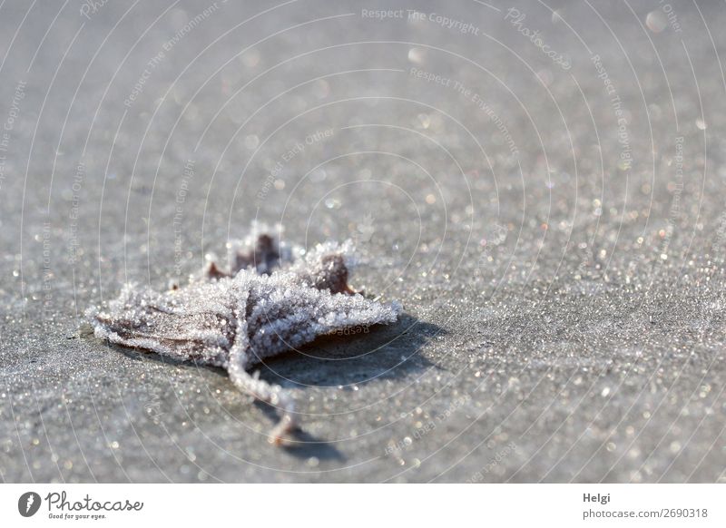 a leaf covered with ice crystals lies on a frosty glittering grey underground Environment Nature Plant Winter Beautiful weather Ice Frost flaked Park Freeze Lie