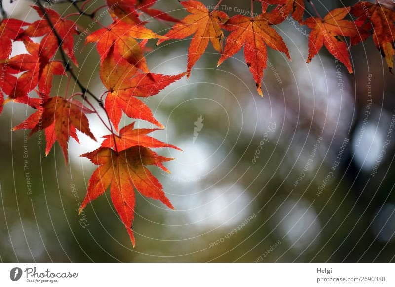 Branch with red autumnal coloured maple leaves backlit with bokeh Environment Nature Plant Autumn Beautiful weather Tree Leaf Maple leaf Twig Autumnal colours