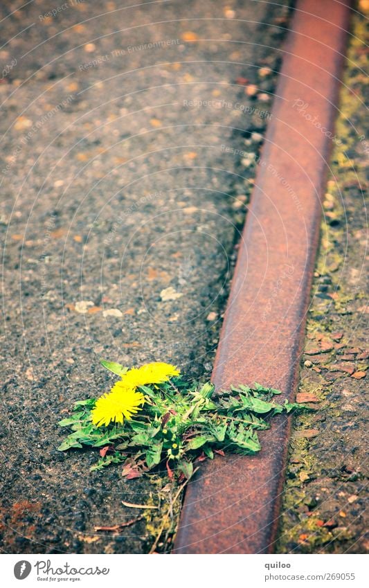 green Environment Nature Plant Blossom Dandelion Transport Rail transport Railroad tracks Threat Gloomy Brown Yellow Green Fear Distress Sustainability Feeble