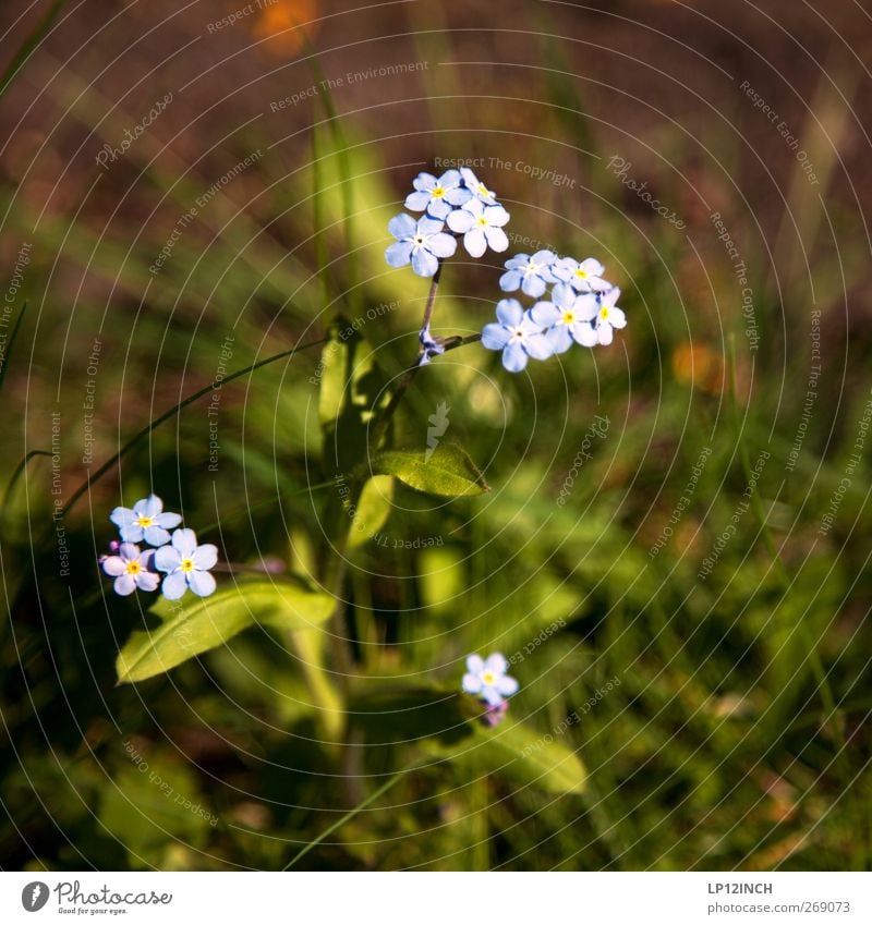 Don't forget. Environment Nature Plant Flower Wild plant Forget-me-not Garden Park Meadow Alps Blossoming Beautiful Environmental protection Feminine