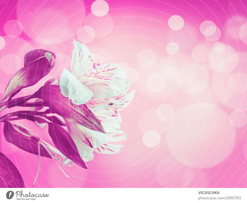 White flowers on pink background Design Joy Summer Feasts & Celebrations Nature Plant Flower Decoration Bouquet Pink Background picture Blur Colour photo