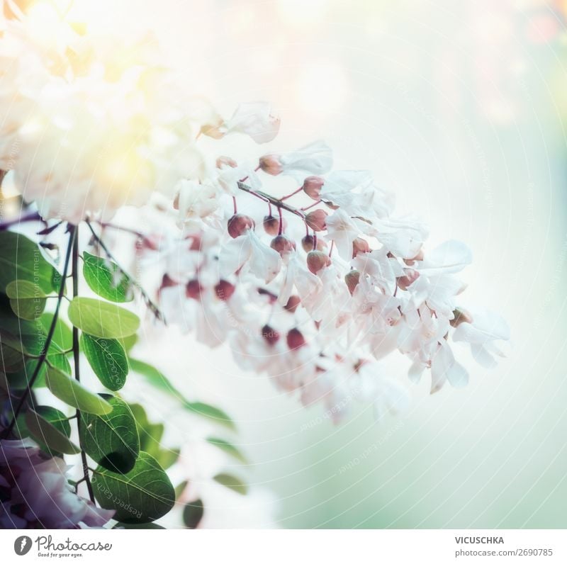 White spring acacia blossom on blurred nature background with bokeh and sunlight, close up. Abstract floral springtime nature , outdoor white abstract medicine