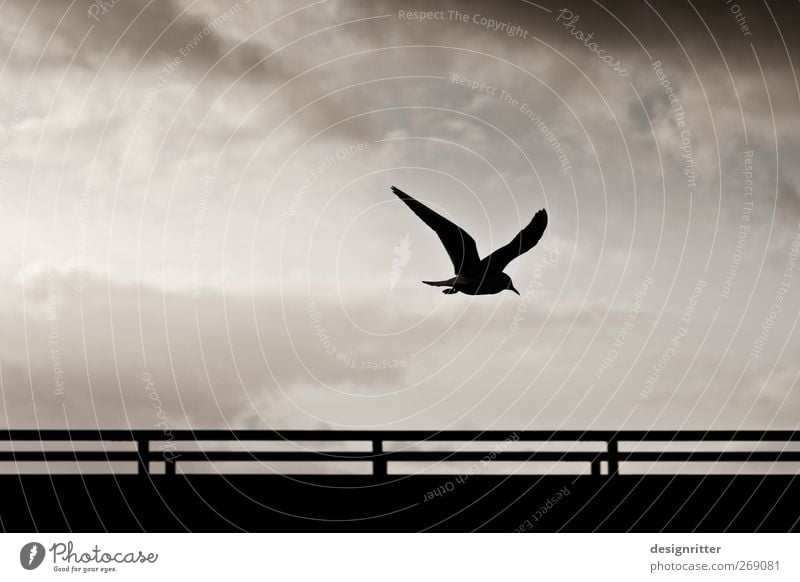 The last word Environment Sky Clouds Wild animal Bird Wing Seagull seabird 1 Animal Flying Dark Free Hope Longing Homesickness Wanderlust Freedom Peace