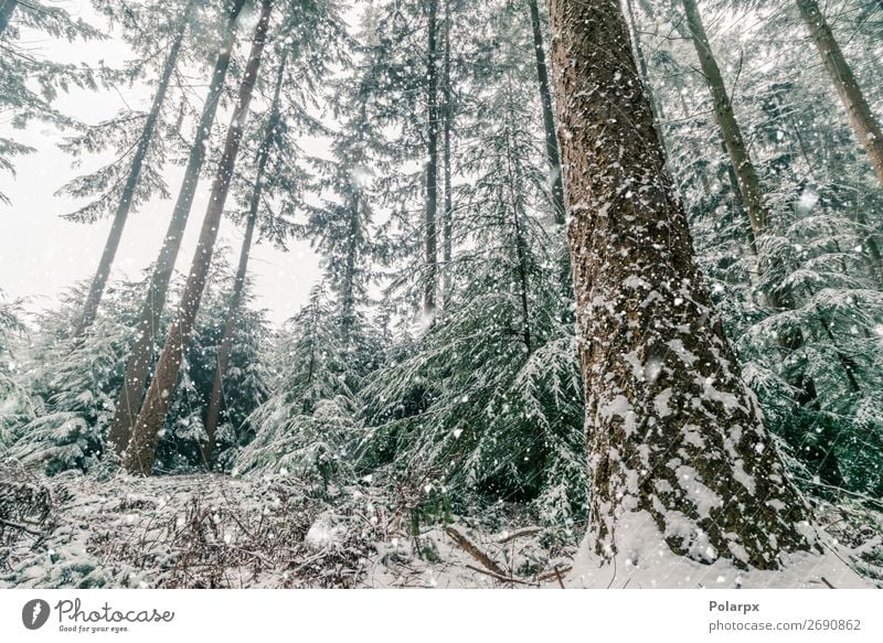 Snow storm in a forest with tall pine trees Beautiful Vacation & Travel Winter Mountain Christmas & Advent Environment Nature Landscape Plant Sky Climate