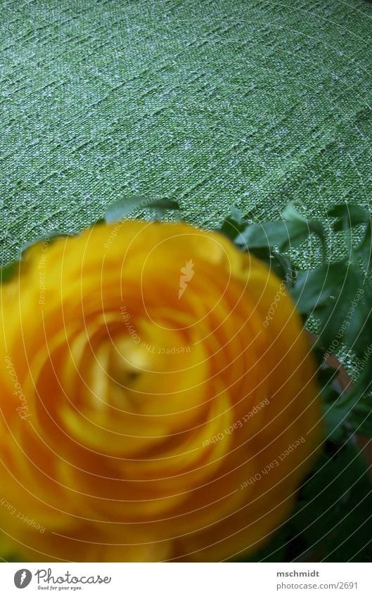 table flower/floral Flower Plant Yellow Green Table Orange Blanket