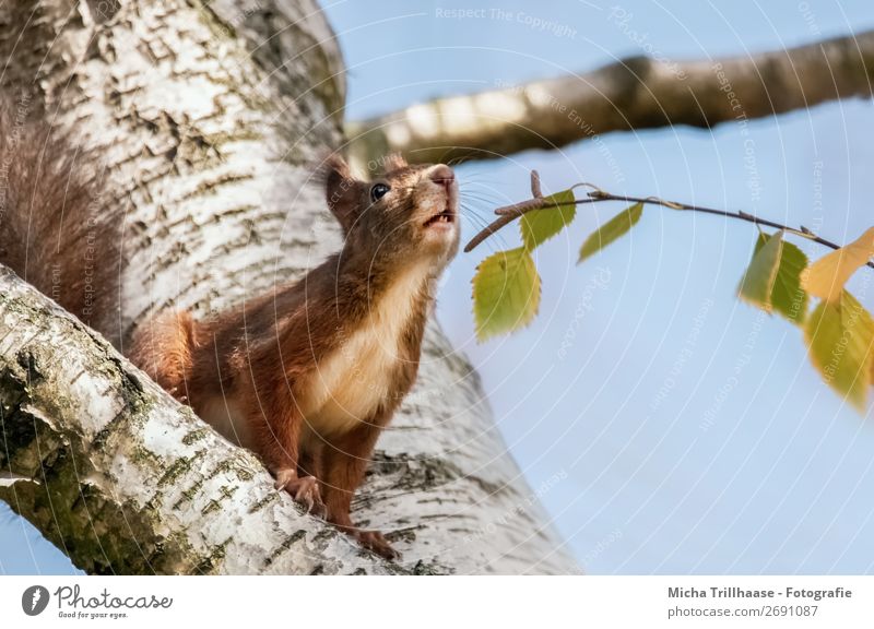 Sniffing Squirrel Nature Animal Cloudless sky Sunlight Beautiful weather Tree Leaf Wild animal Animal face Pelt Claw Paw Nose Ear Eyes 1 Fragrance Looking Near