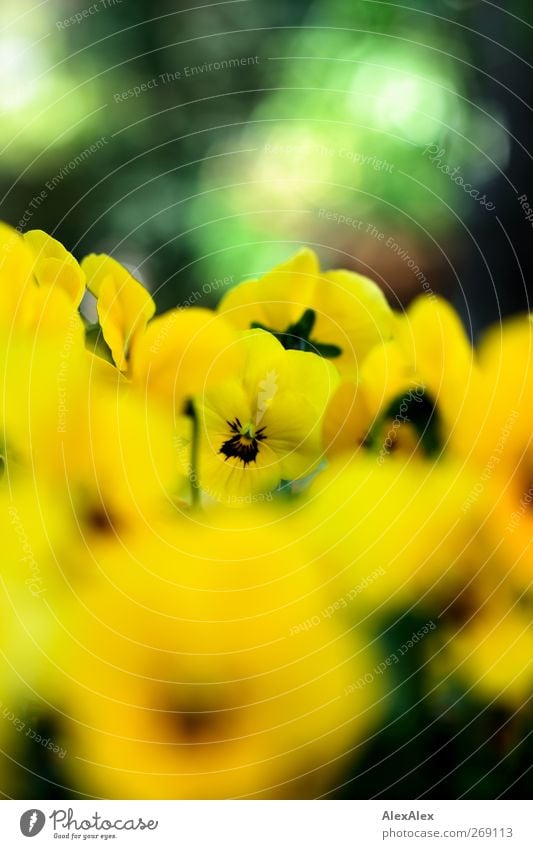 Viola in a basket Plant Beautiful weather Leaf Blossom Pansy Garden Flower Blossoming Yellow Green Spring fever Esthetic Fragrance Senses Bouquet Colour photo